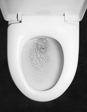 A toilet flushes with no problem